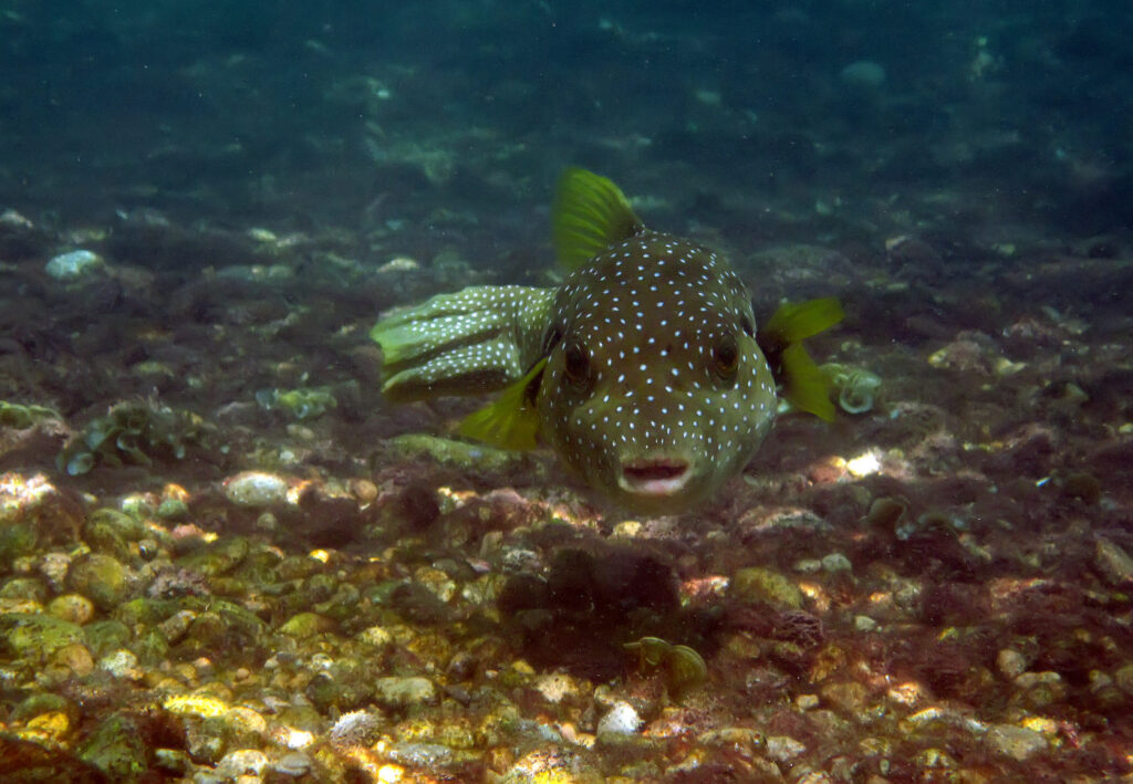 Spotted fish facing the camera on rocky seabed.