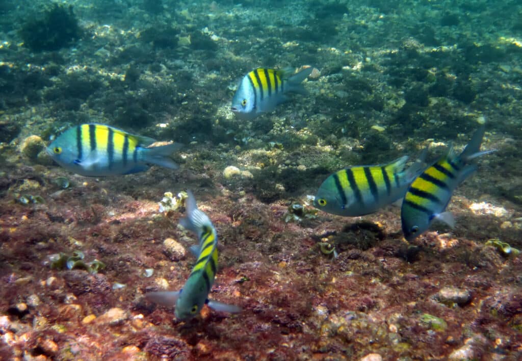 Colorful fish exploring the seabed near coral.