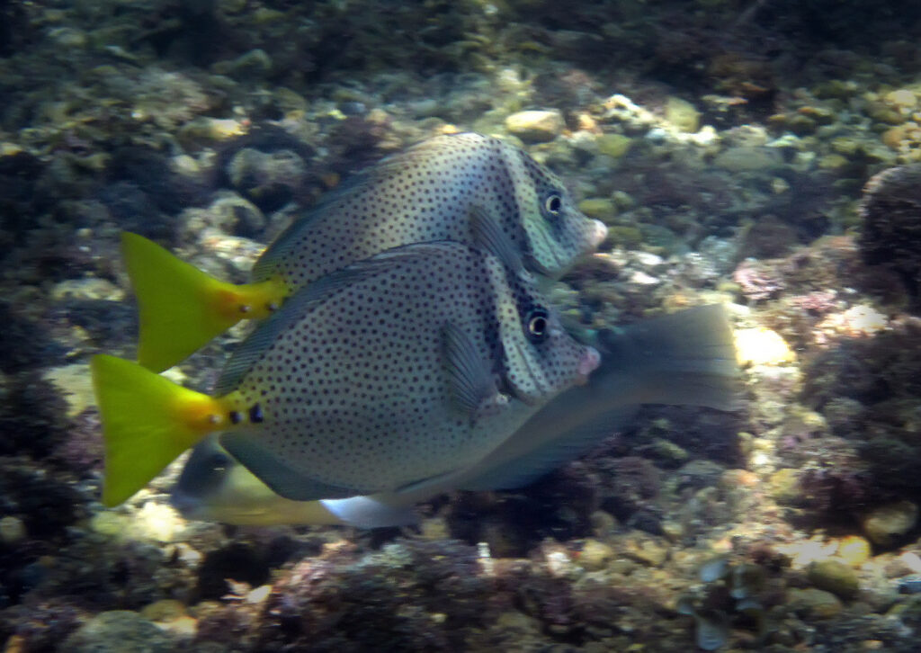 Pair of fish with yellow tails swimming together.