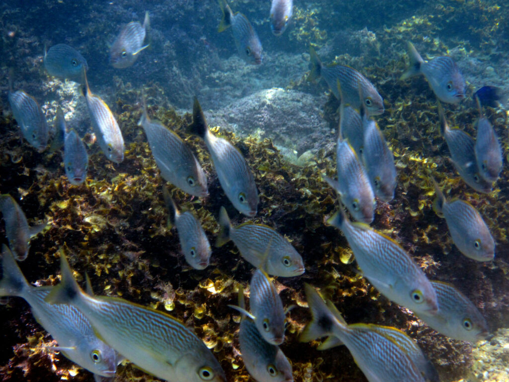 Group of fish swimming over a coral-covered reef.