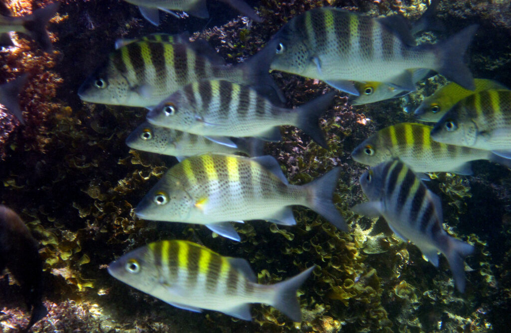 School of striped fish swimming in the ocean.