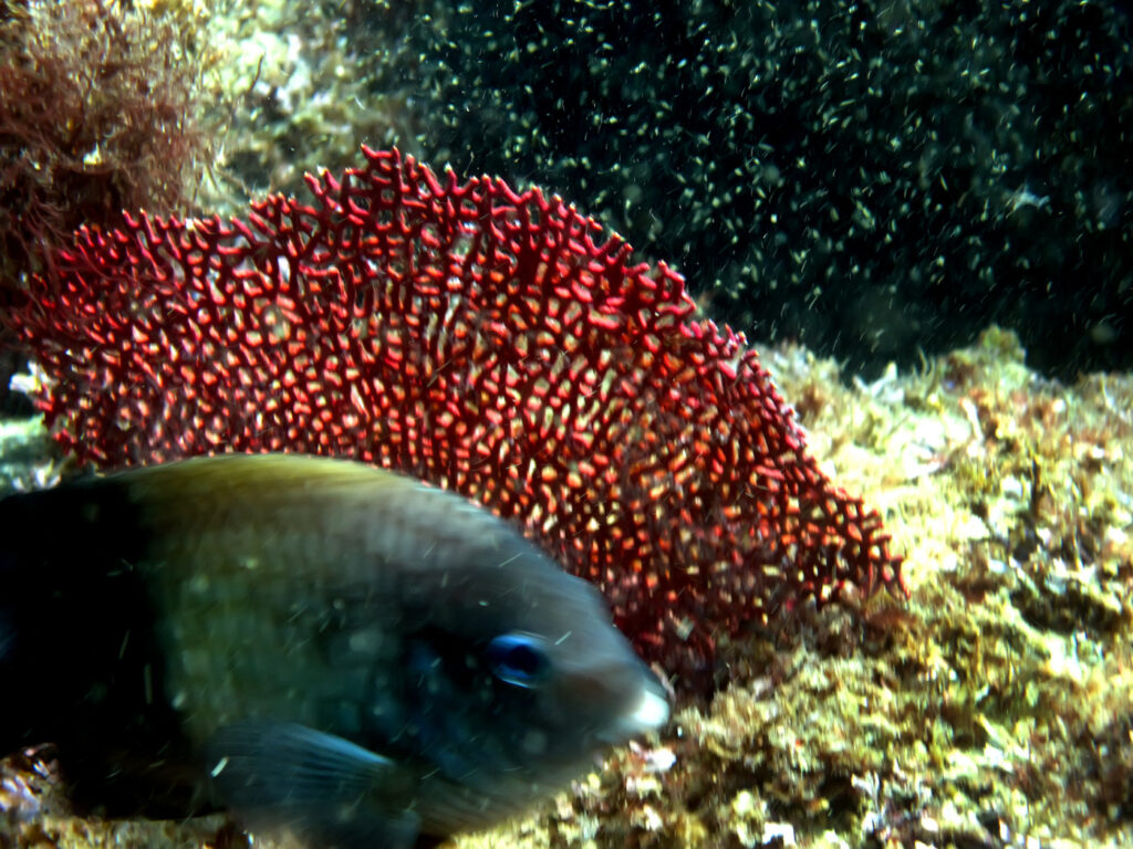 Fish swimming near vibrant red coral underwater.