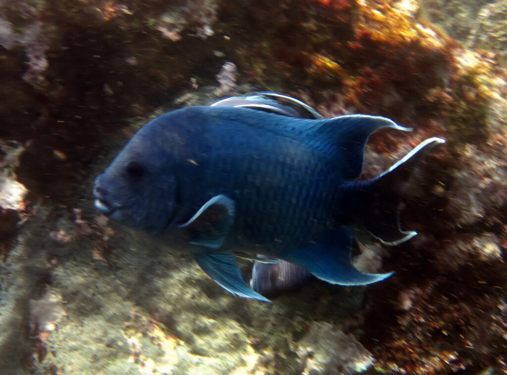 Dark blue fish swimming near rocky ocean floor.