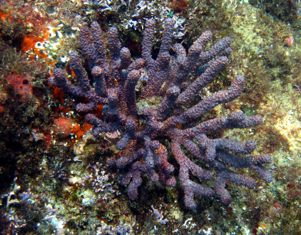 Close-up of coral reef with detailed texture.