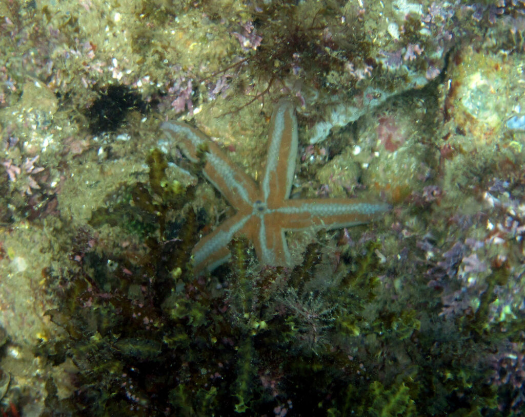 Starfish on a rocky seabed surrounded by seaweed.