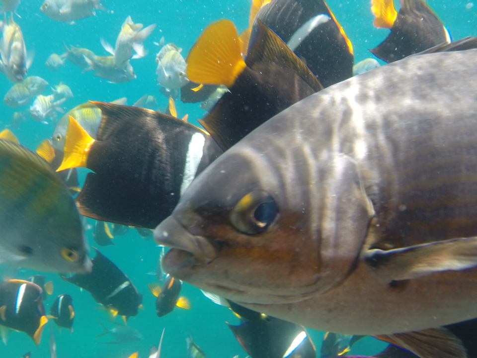 Close-up of fish in a vibrant underwater scene.