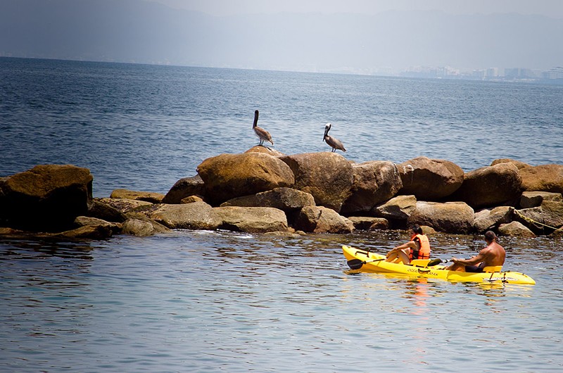 Two people kayaking watching two large birds sitting on the rock jetty.