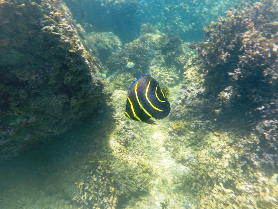 Brightly colored fish swimming near coral reefs.