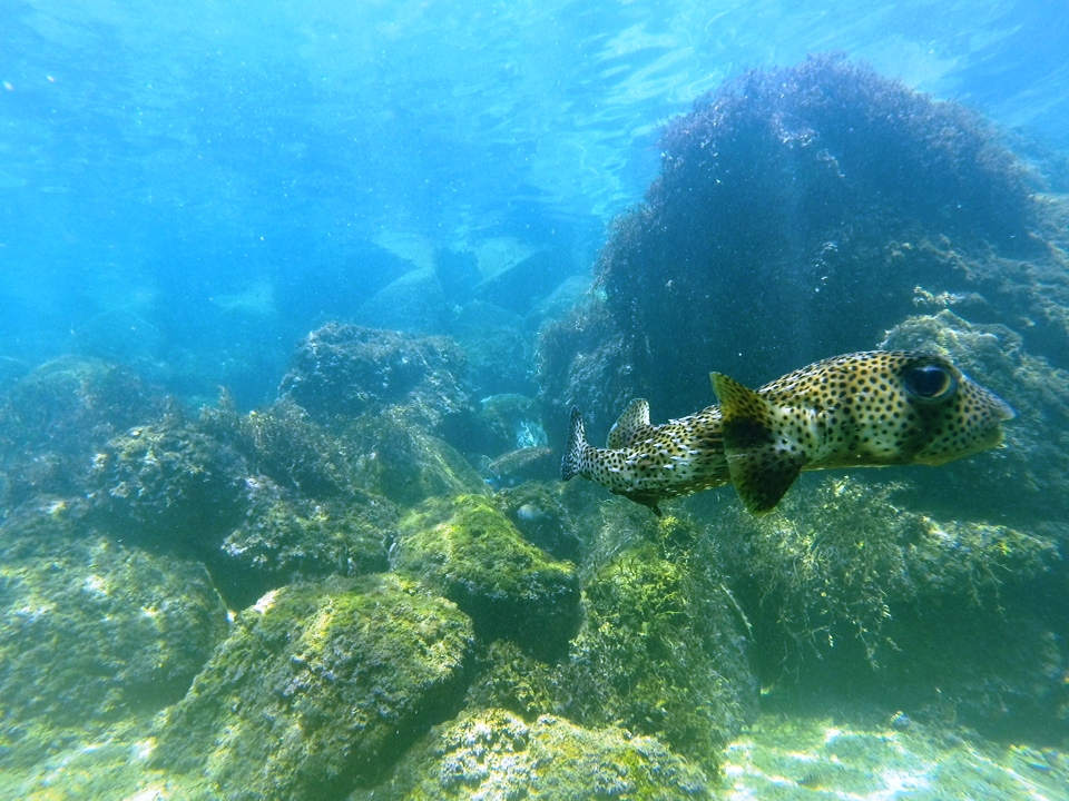 Spotted fish swimming near rocks in clear water.